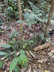 Clerodendrum deflexum