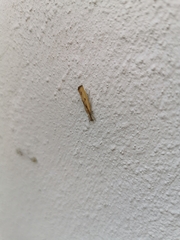 Agriphila inquinatella