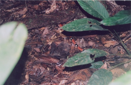 Erythrolamprus aesculapii