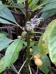 Clermontia parviflora