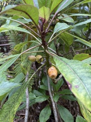 Clermontia parviflora