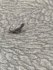 Leiocephalus carinatus