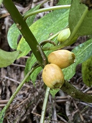 Clermontia parviflora