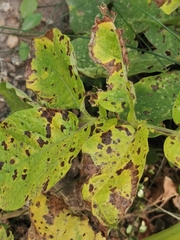 Phytophthora infestans
