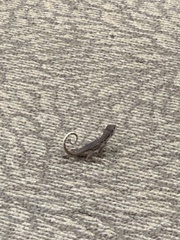 Leiocephalus carinatus