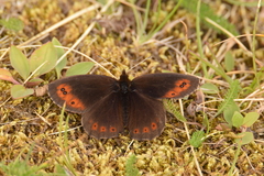 Erebia pronoe