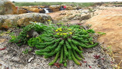 Euphorbia flanaganii
