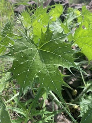 Cnidoscolus angustidens