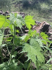 Cnidoscolus angustidens