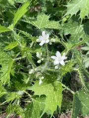 Cnidoscolus angustidens