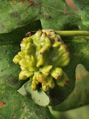 Andricus quercuscalicis