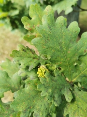 Andricus quercuscalicis