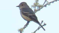 Knipolegus poecilurus