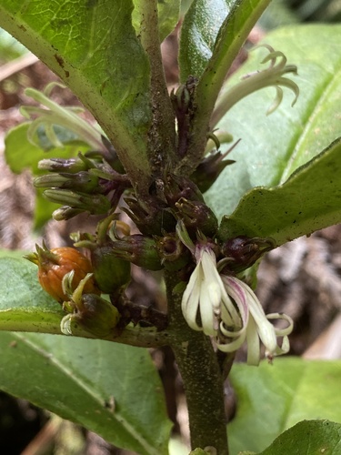 Cyanea floribunda observed 2022-08-10