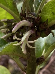 Clermontia parviflora