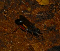 Sceliphron coromandelicum