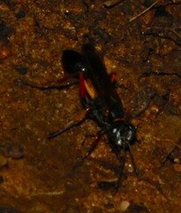 Sceliphron coromandelicum