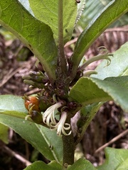 Clermontia parviflora