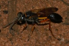 Sceliphron coromandelicum