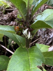 Clermontia parviflora