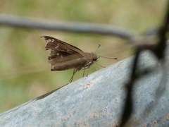 Hesperiidae