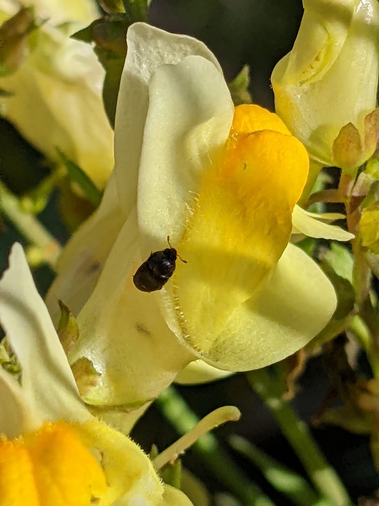 Antirrhinum Beetle