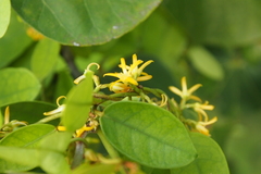 Toxocarpus wightianus