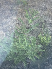 Robinia pseudoacacia