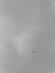 Libellulidae