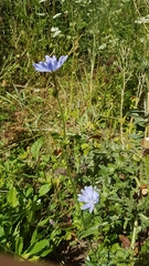 Cichorium intybus