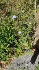 Cichorium intybus
