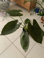 Alocasia azlanii