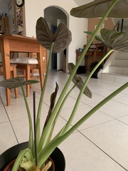 Alocasia azlanii