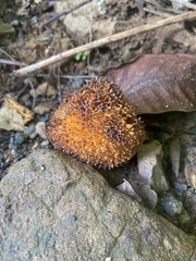 Neolamarckia cadamba