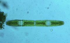 Penium margaritaceum