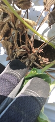 Phytophthora cactorum