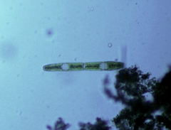 Penium margaritaceum