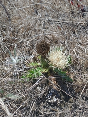 Cirsium quercetorum