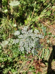 Daucus carota