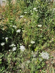 Daucus carota