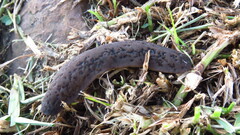 Laevicaulis natalensis