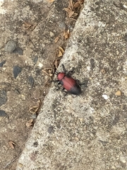 Coraliomela aeneoplagiata