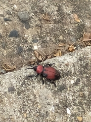 Coraliomela aeneoplagiata