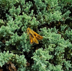 Atalopedes campestris