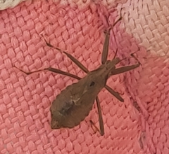 Himacerus mirmicoides