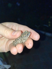 Bufotes viridis sitibundus