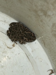 Bufotes viridis sitibundus