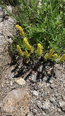 Castilleja arachnoidea