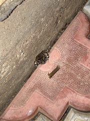 Bufotes viridis sitibundus