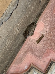 Bufotes viridis sitibundus